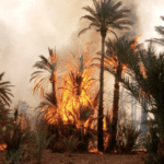 حرائق واحات زاكورة