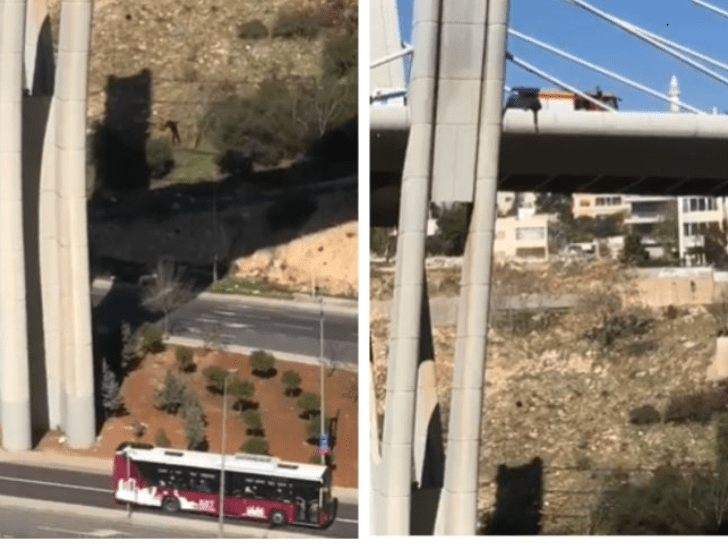 انتحار شاب في جسر عبدون