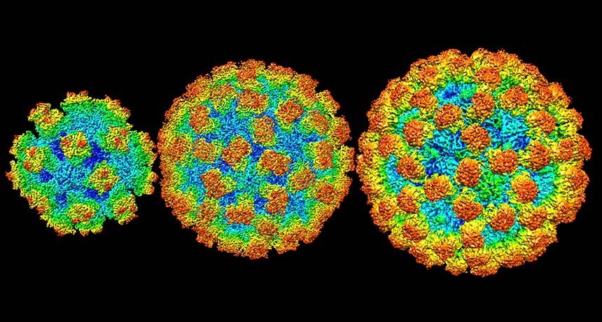 فيروس نوروفيروس