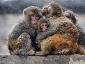 جدري القرود في نيجيريا