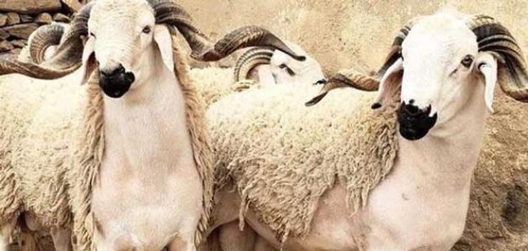 حكم اكل الاضحية دون التصدق بها