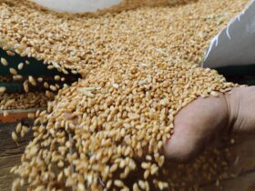انسحاب روسيا من اتفاقية تصدير الحبوب