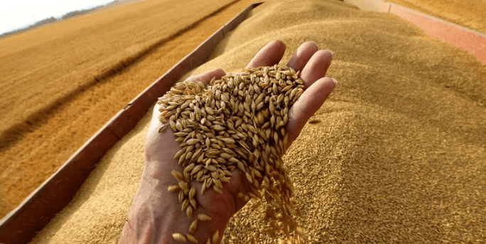 شراء القمح من الإمارات